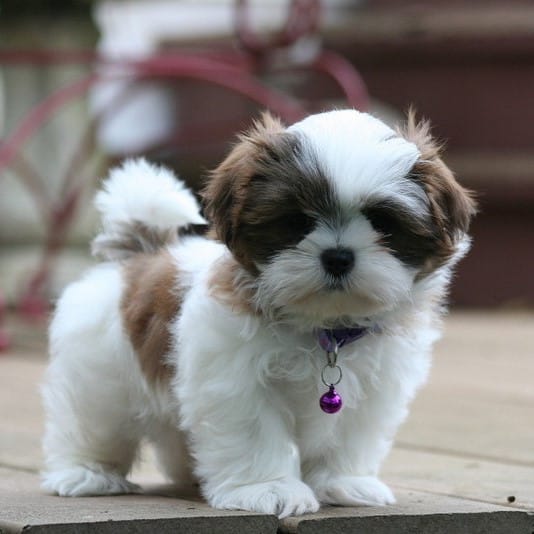 sample photo of Mal-shi puppies for sale