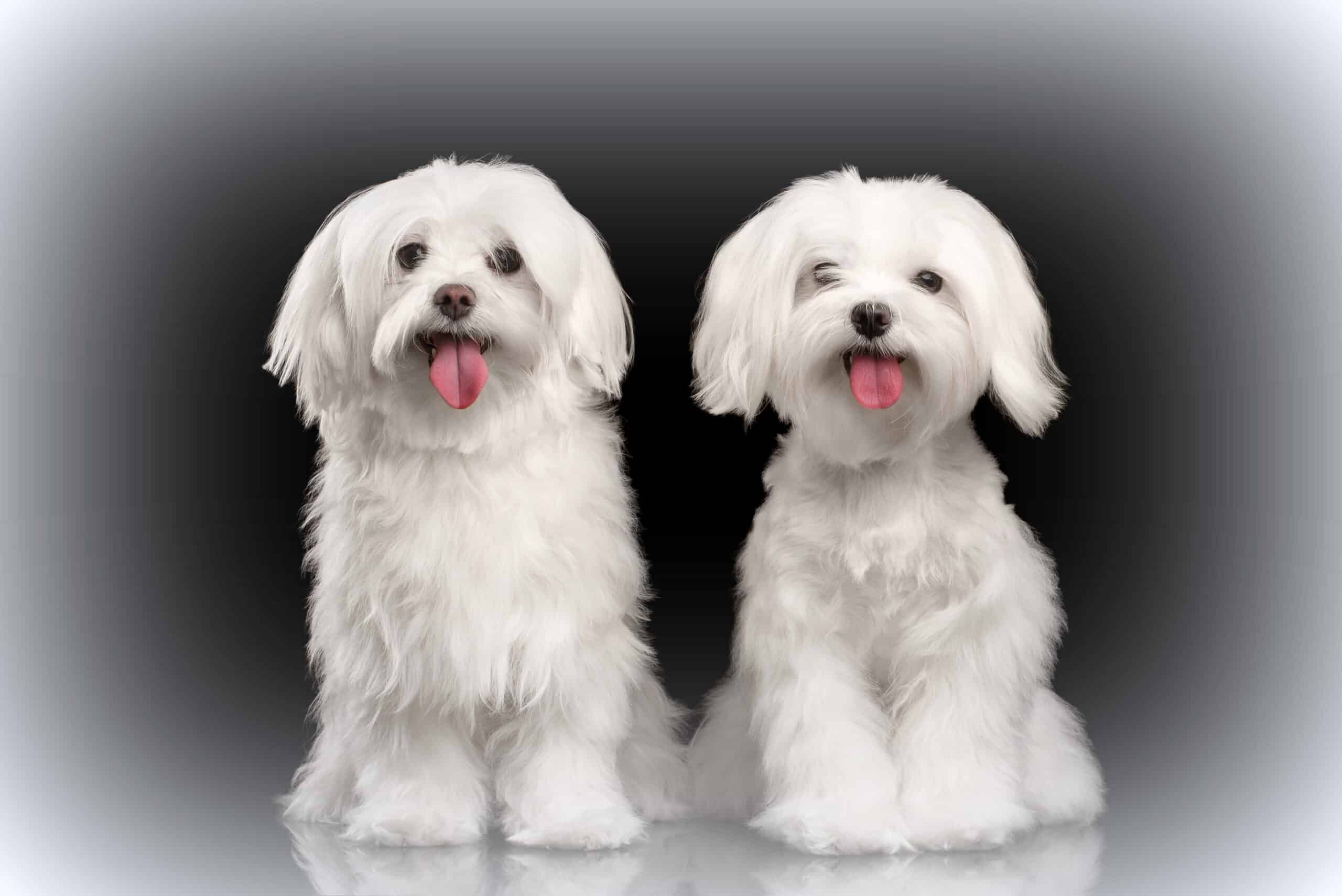 Maltese puppies for sale