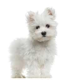 sample photo of Maltese puppies for sale