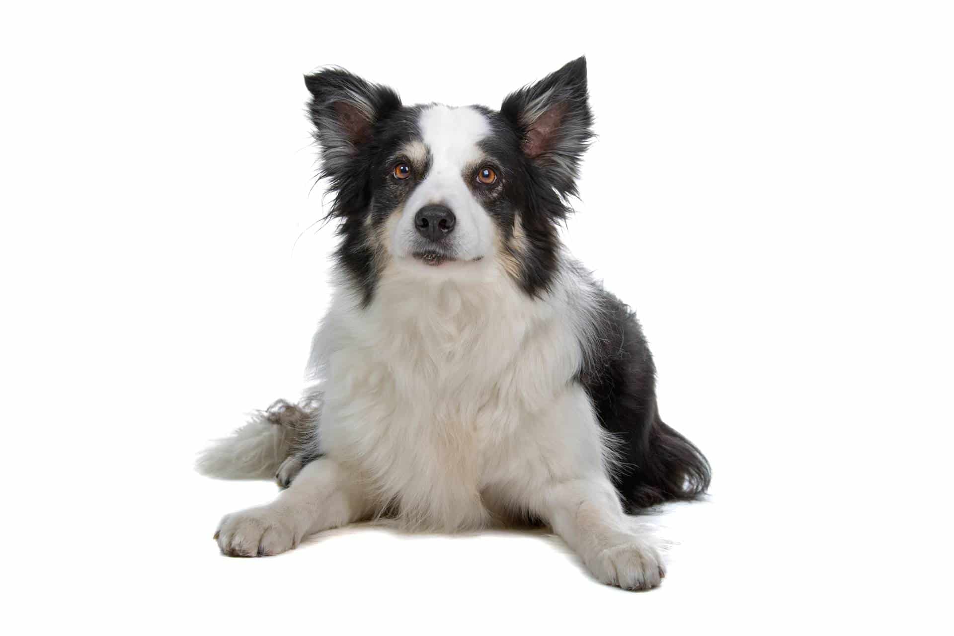 Mini Australian Shepherd puppies for sale