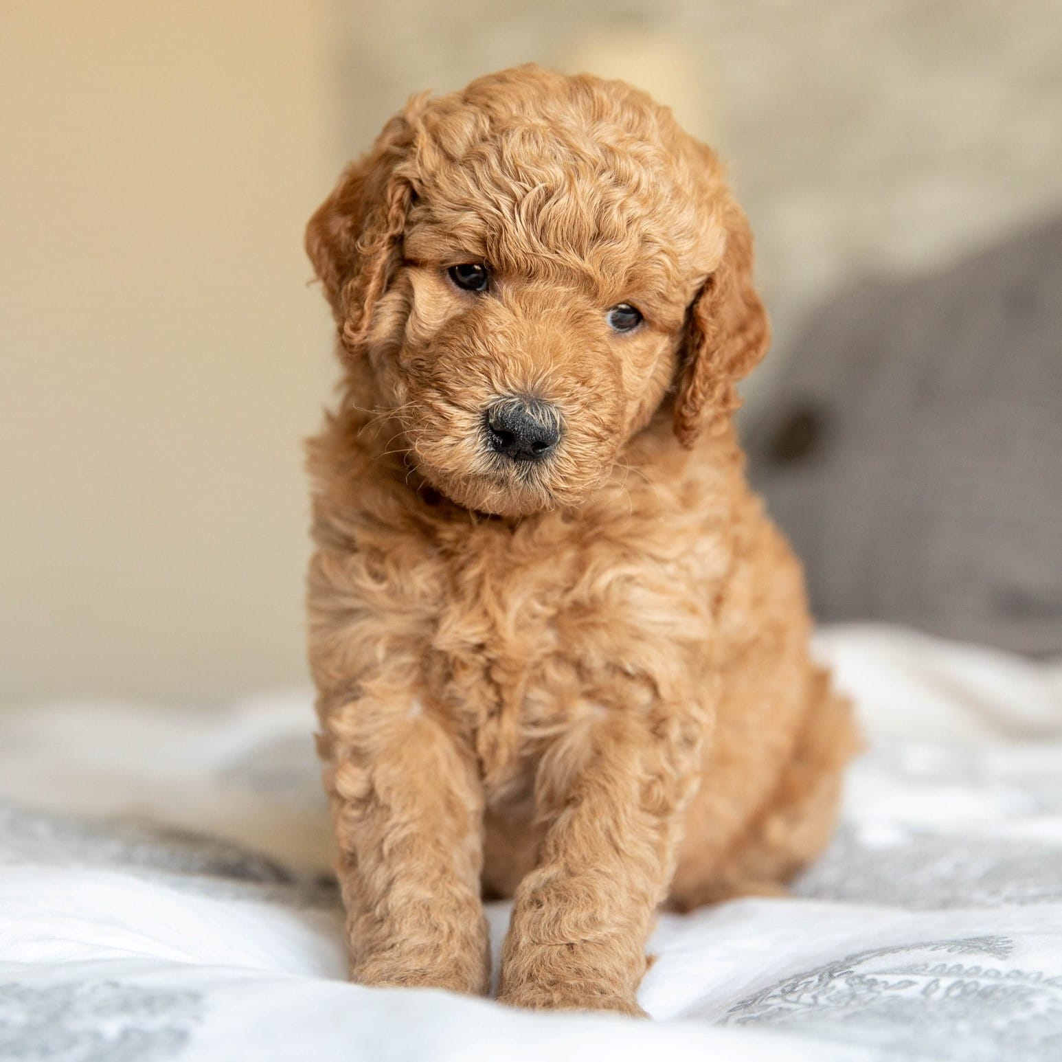 sample photo of Miniature Goldendoodle puppies for sale