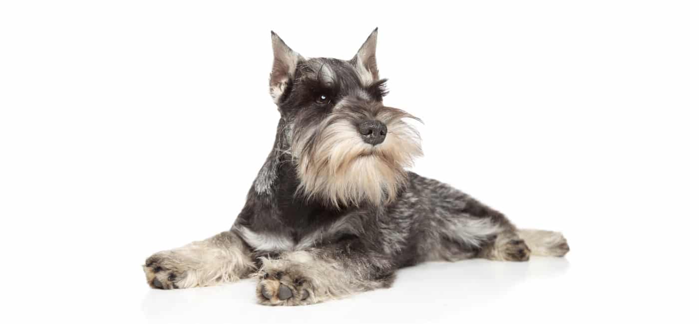 Miniature Schnauzer puppies for sale