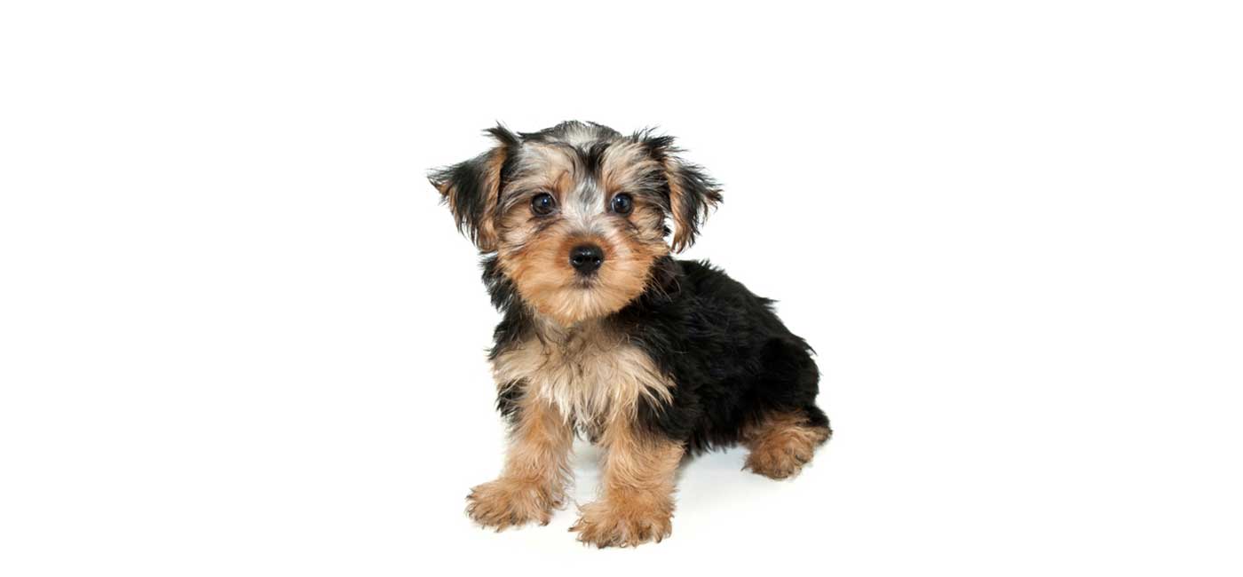 are morkies good family dogs