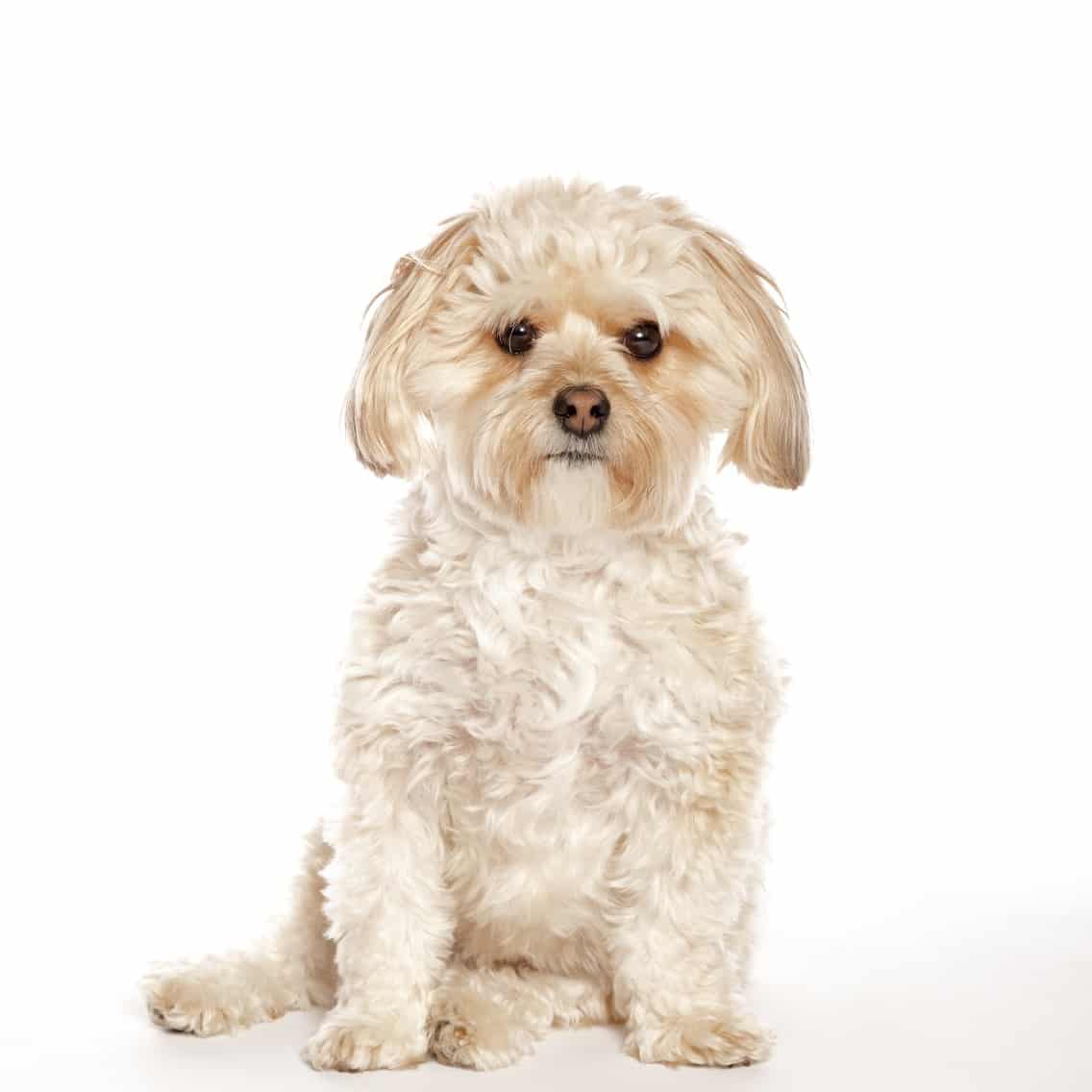 sample photo of Morkie puppies for sale
