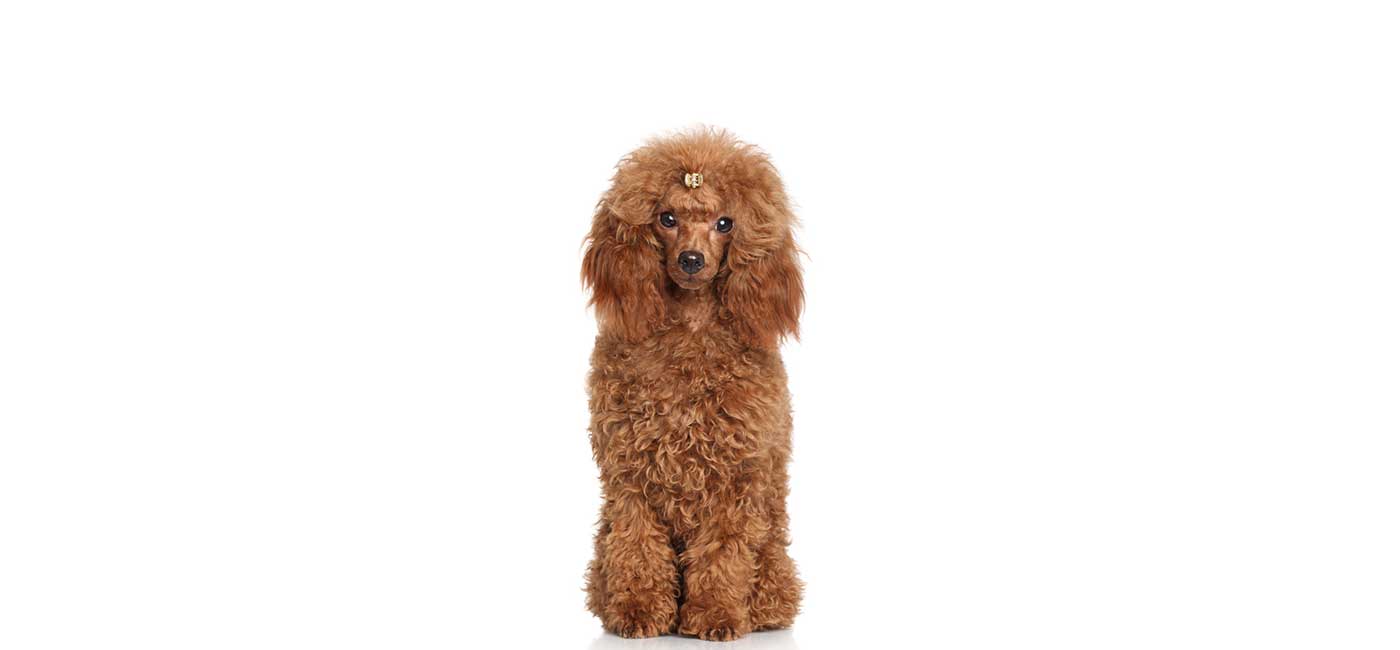 Mini Poodle puppies for sale
