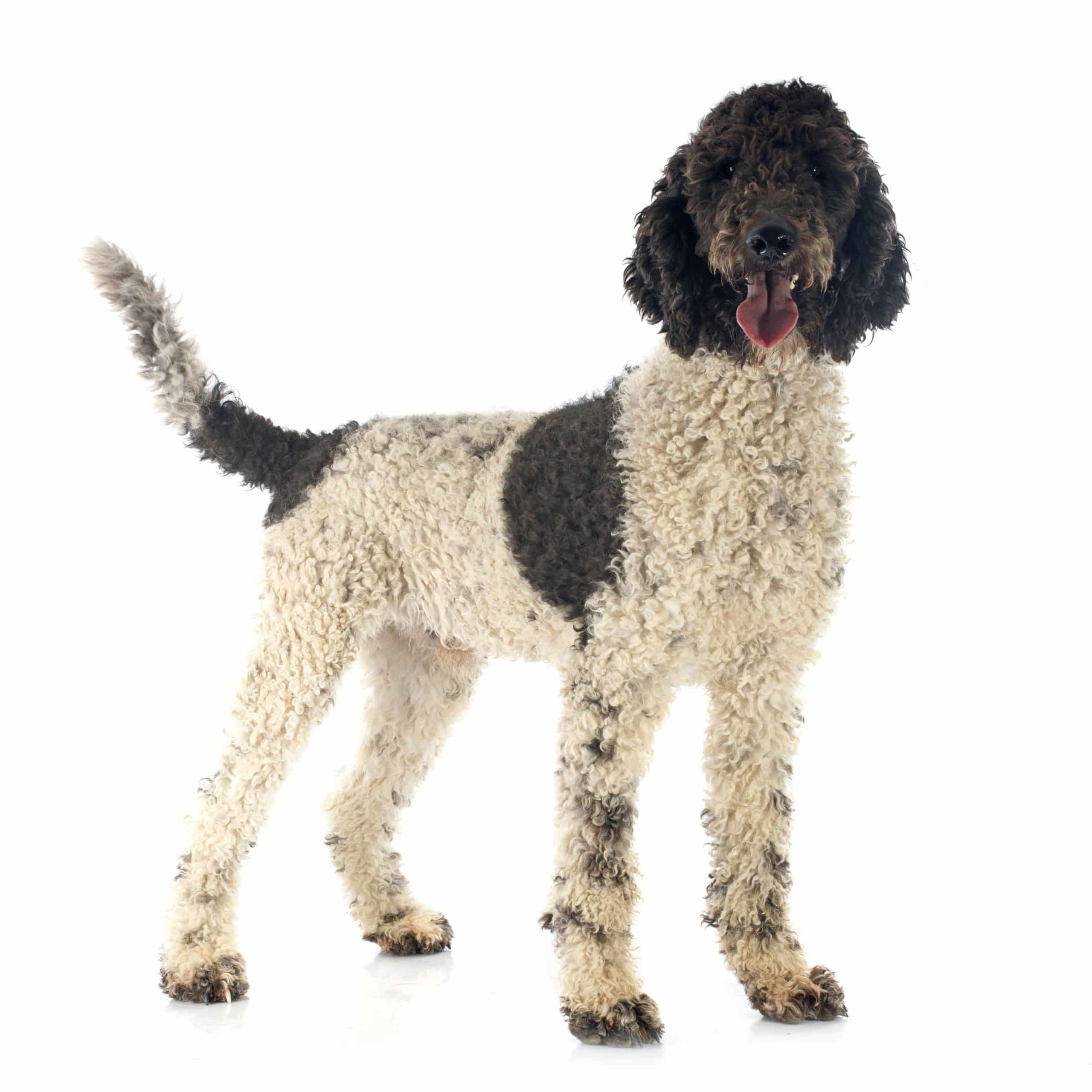 Portuguese Water Dog puppies for sale