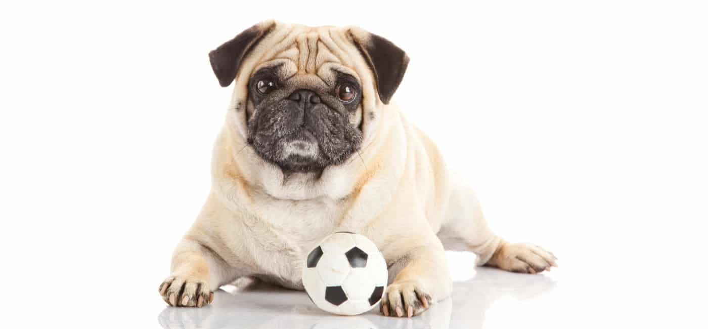 Pug puppies for sale