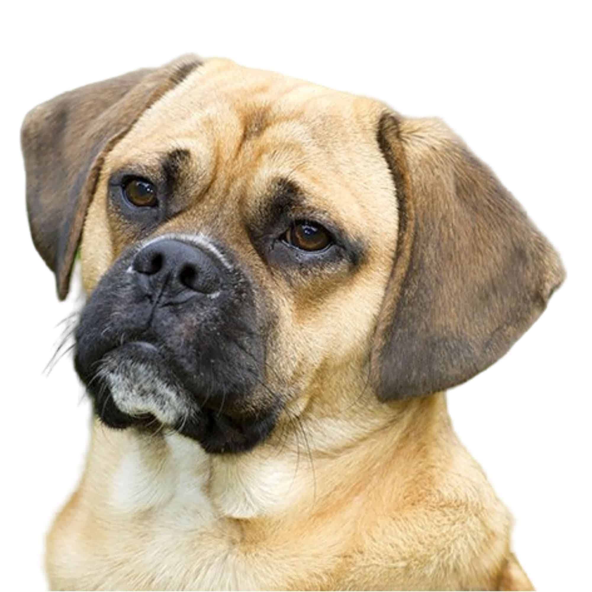 Puggle puppies for sale