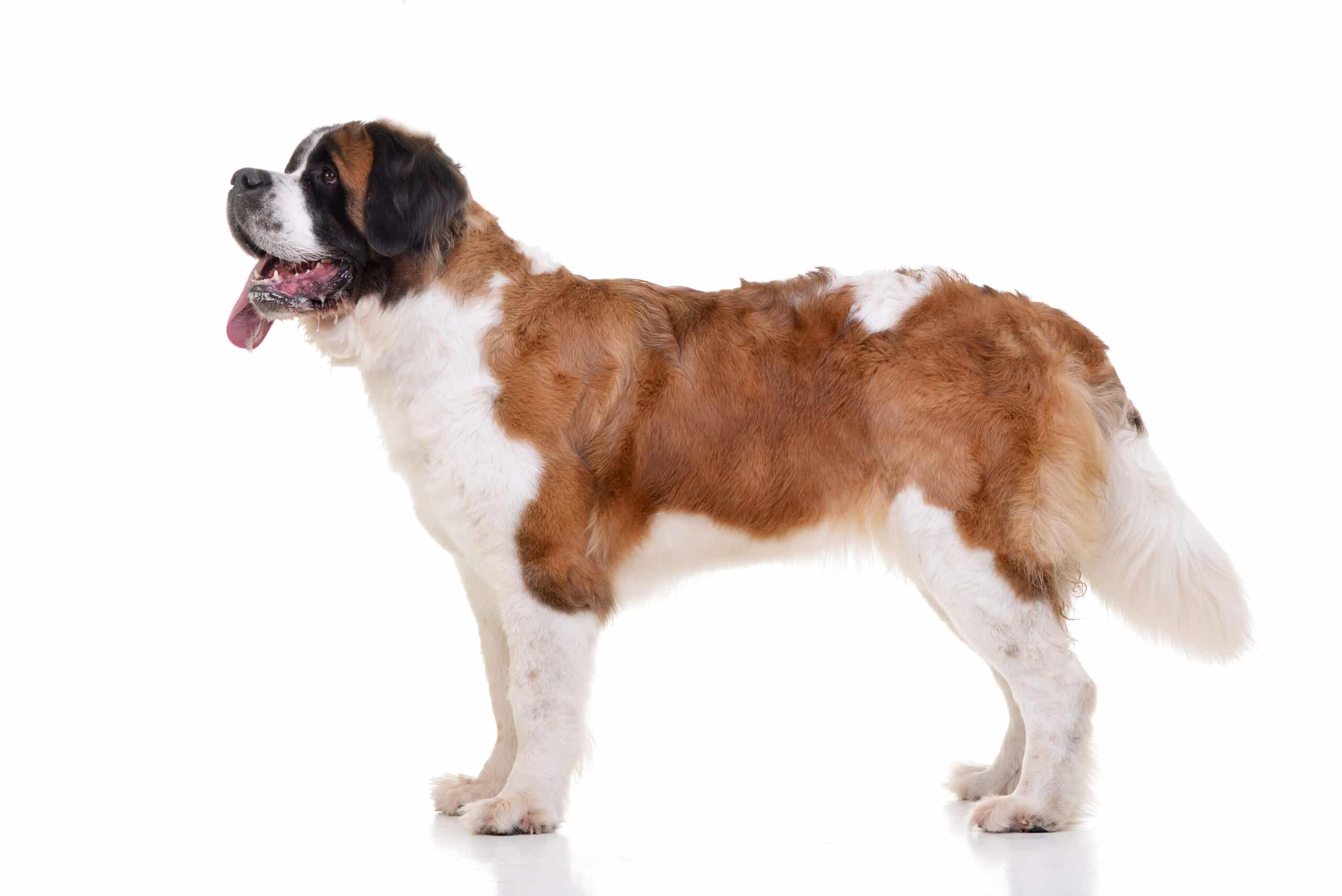 Saint Bernard puppies for sale