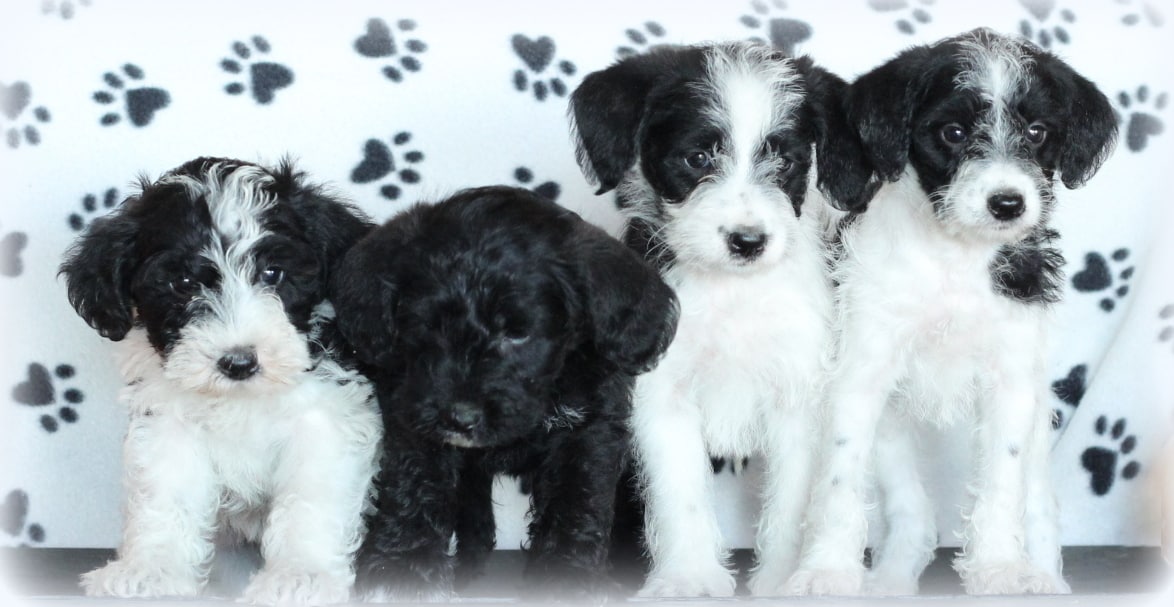 Mini Schnoodle puppies for sale