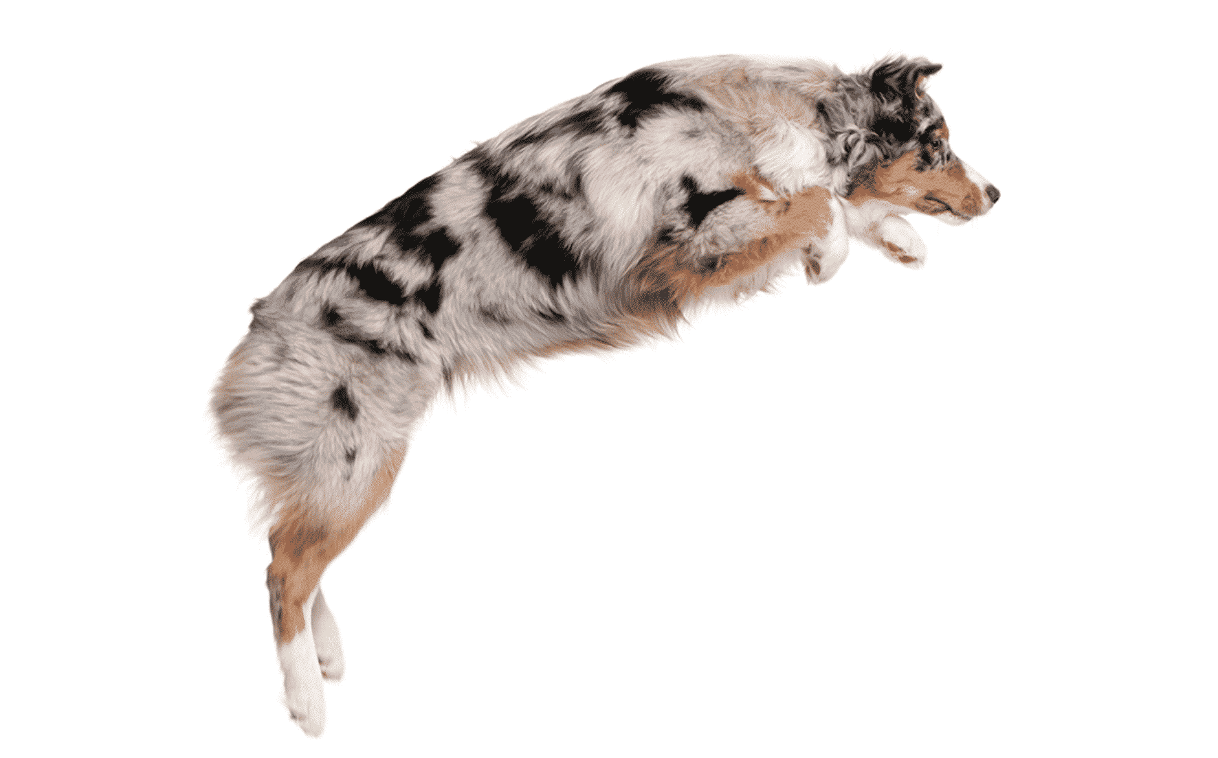 Australian Shepherd puppies for sale