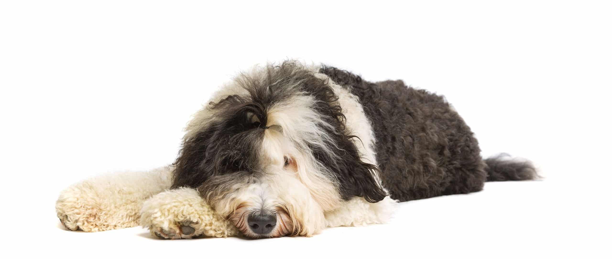 Sheepadoodle puppies for sale