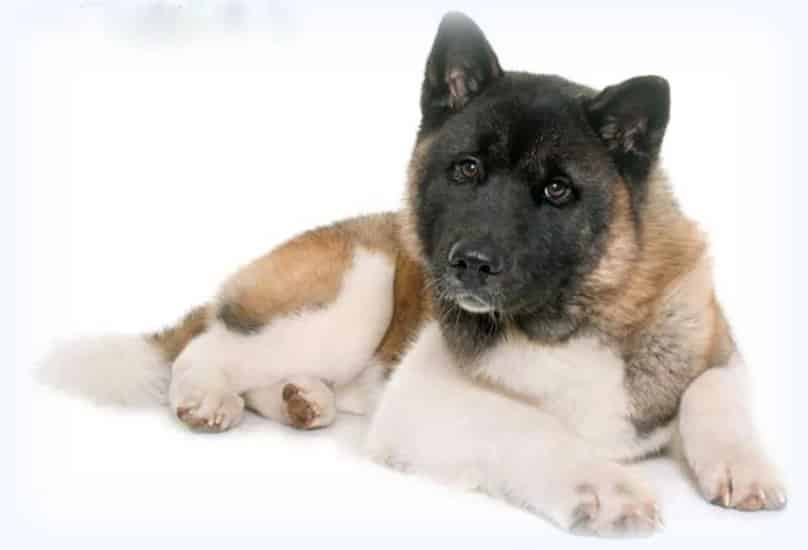 Shiba Inu puppies for sale