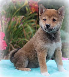 sample photo of Shiba Inu puppies for sale