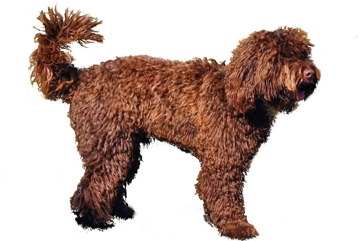 Springerdoodle puppies for sale