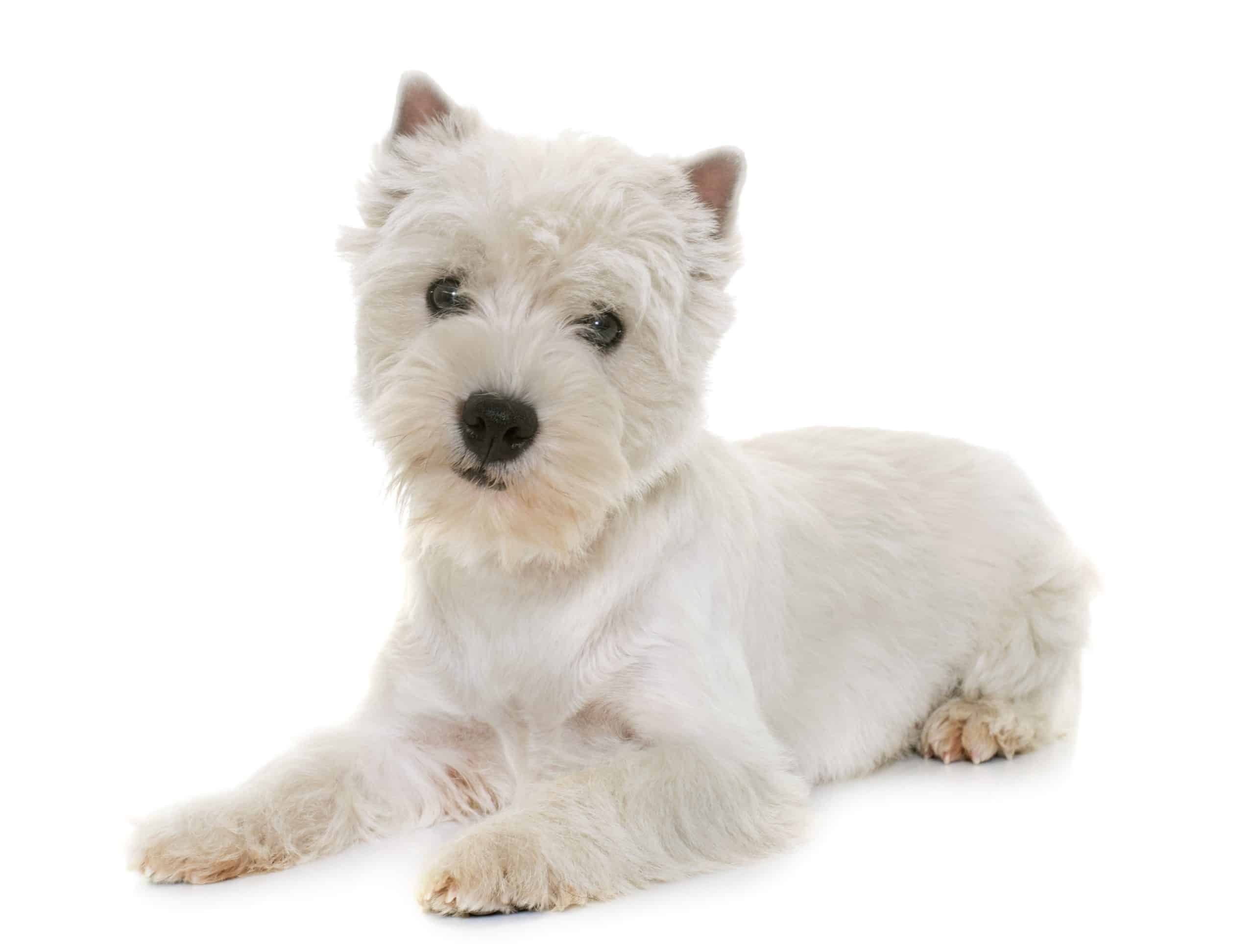 West Highland Terrier puppies for sale