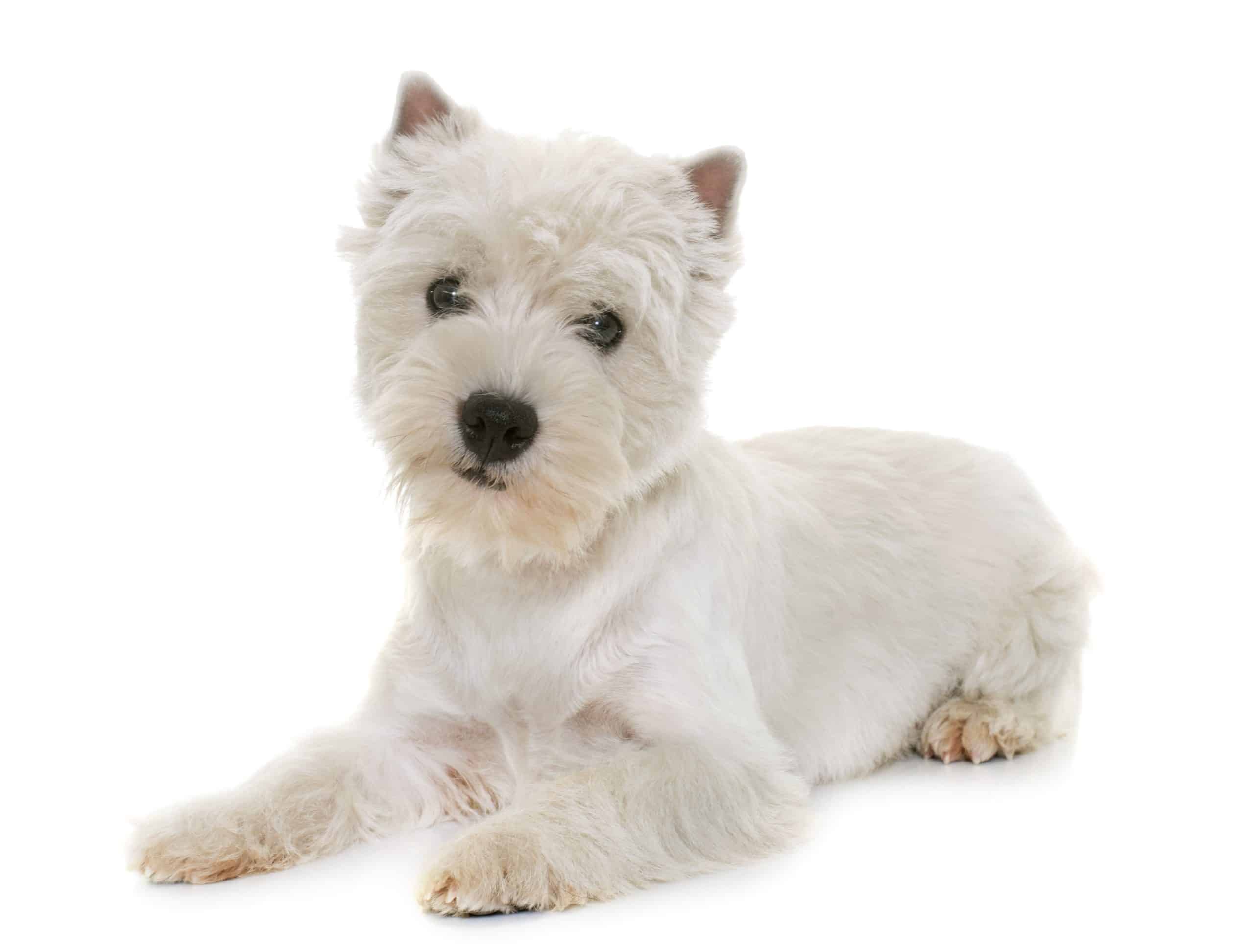West Highland Terrier Puppies For Sale • Adopt Your Puppy Today • Infinity Pups
