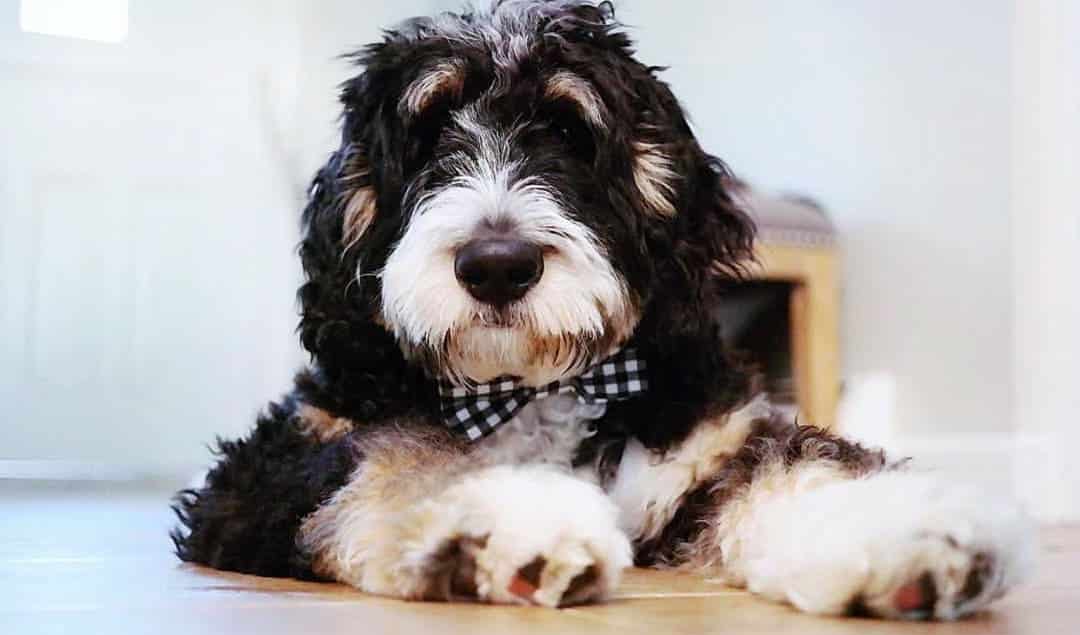 Australian Mountain Doodle puppies for sale