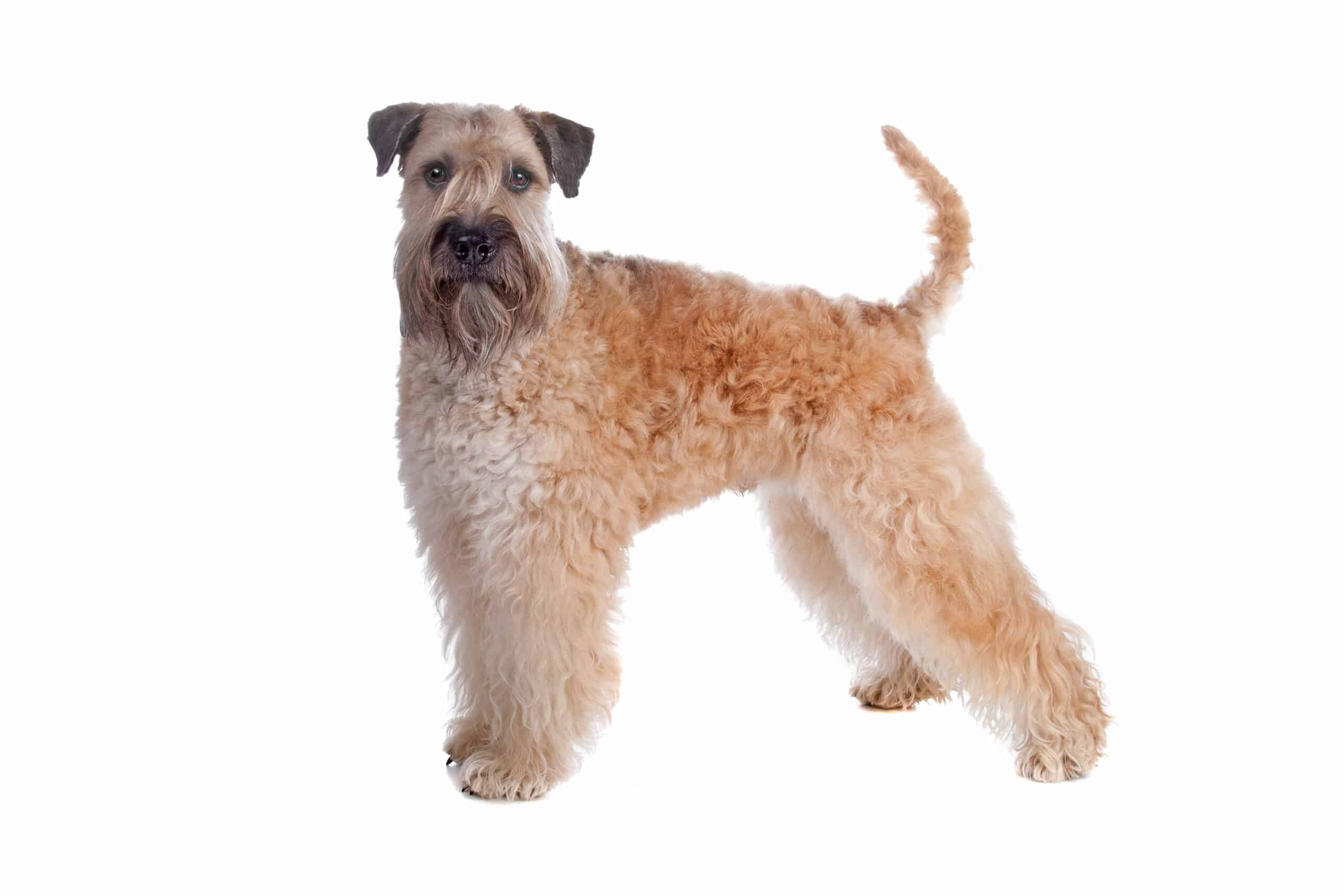 Wheaten Terrier puppies for sale