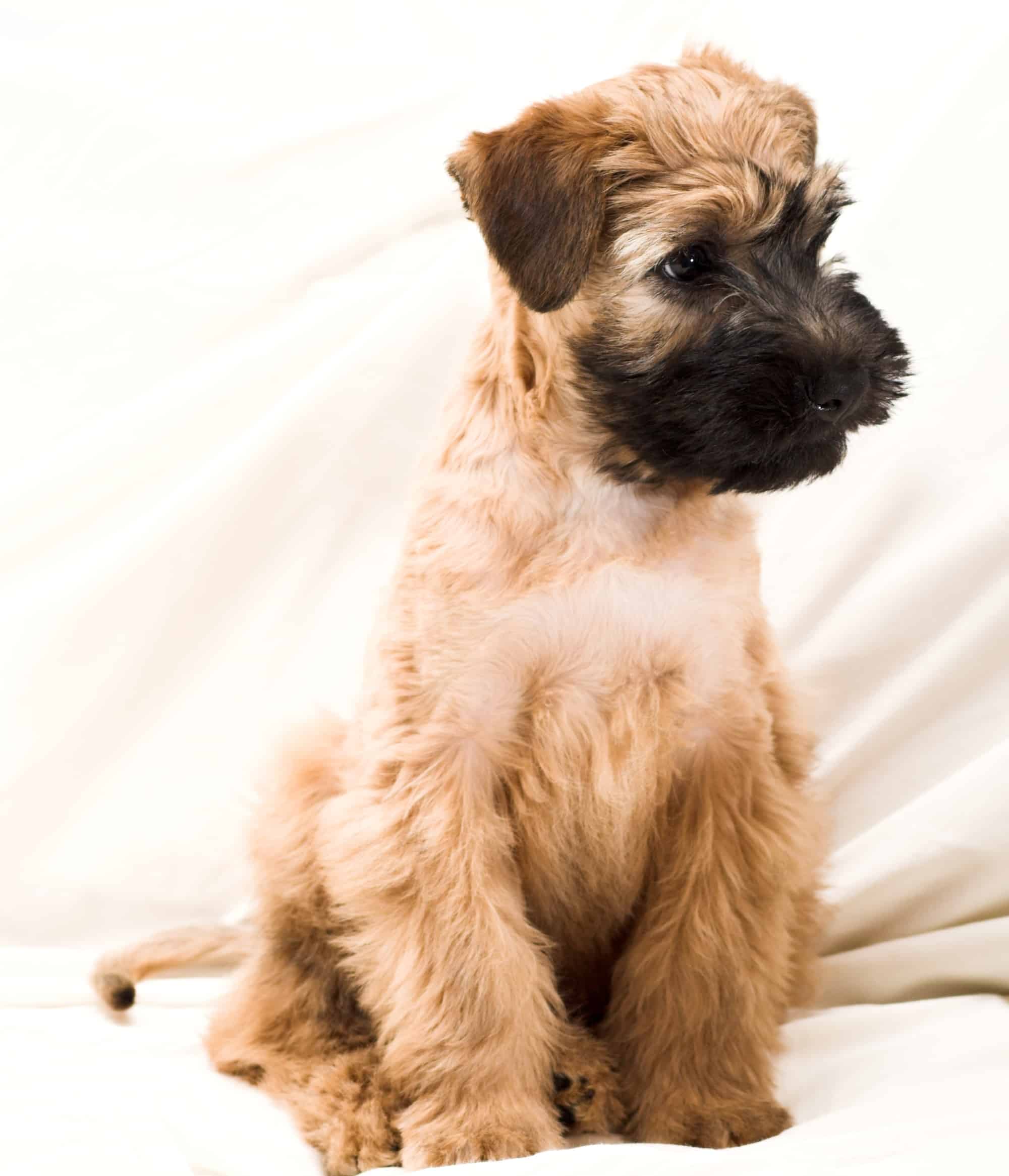 sample photo of Wheaten Terrier puppies for sale