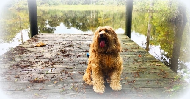 Whoodle puppies for sale