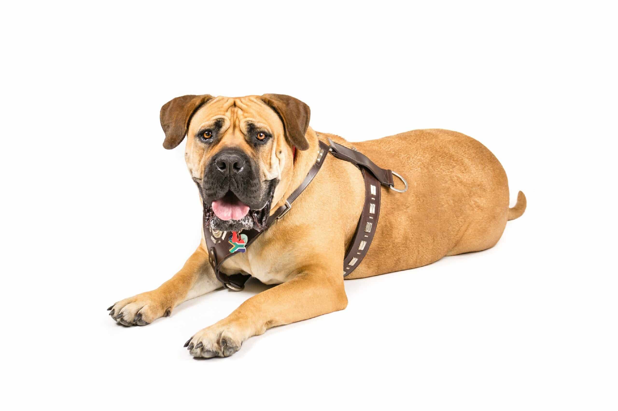 are boerboel hypoallergenic