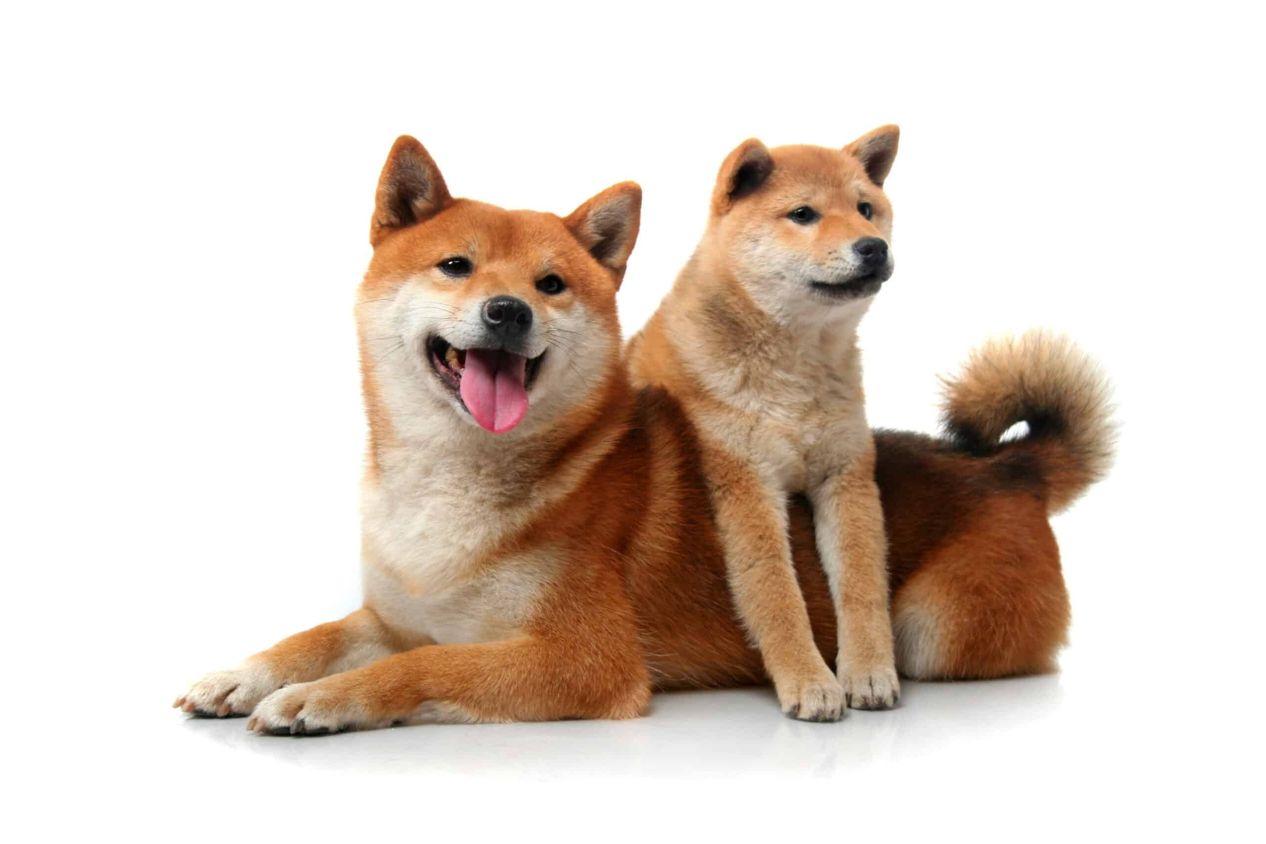 Akita puppies for sale