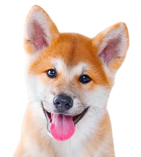 sample photo of Akita puppies for sale