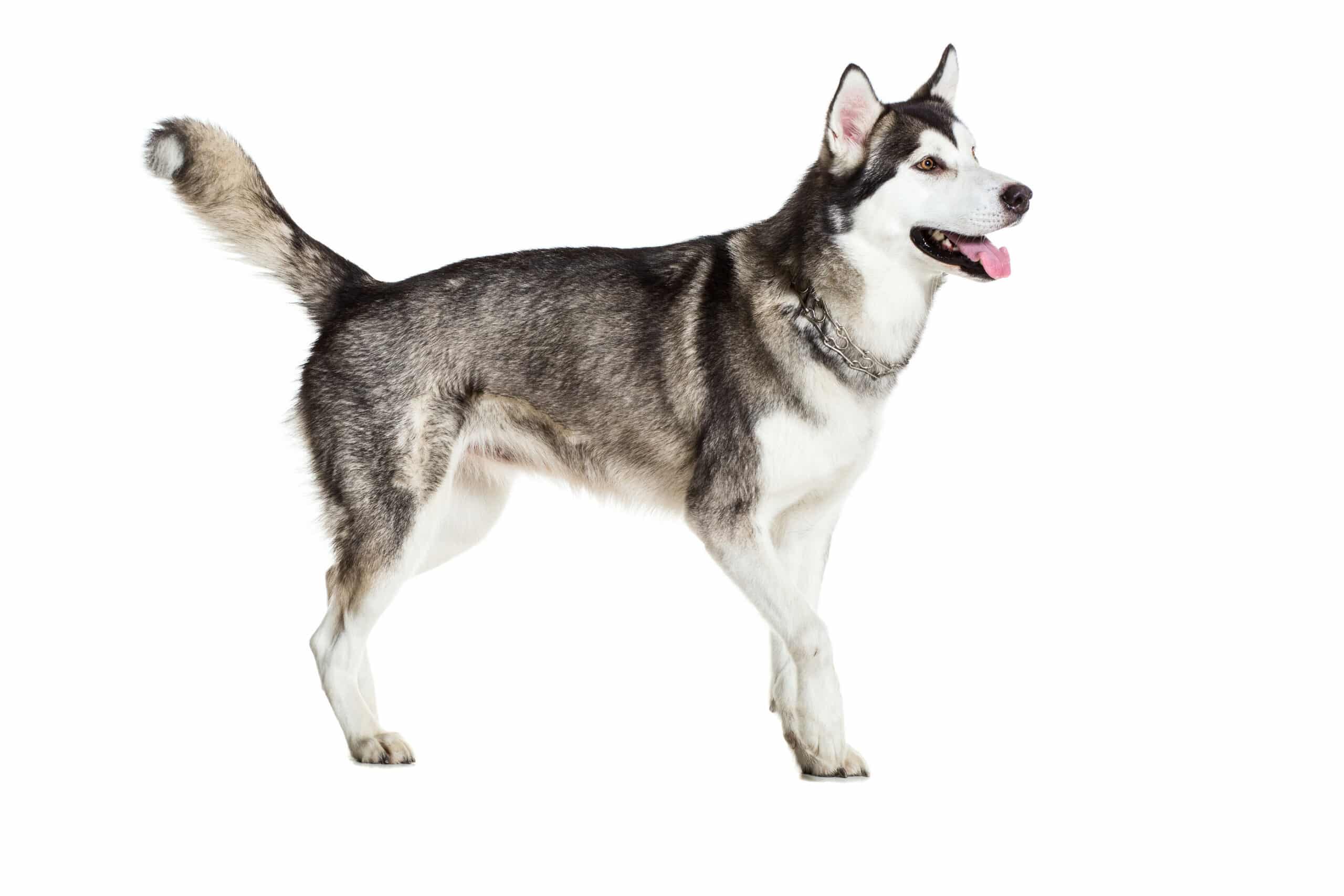 Alaskan Malamute puppies for sale