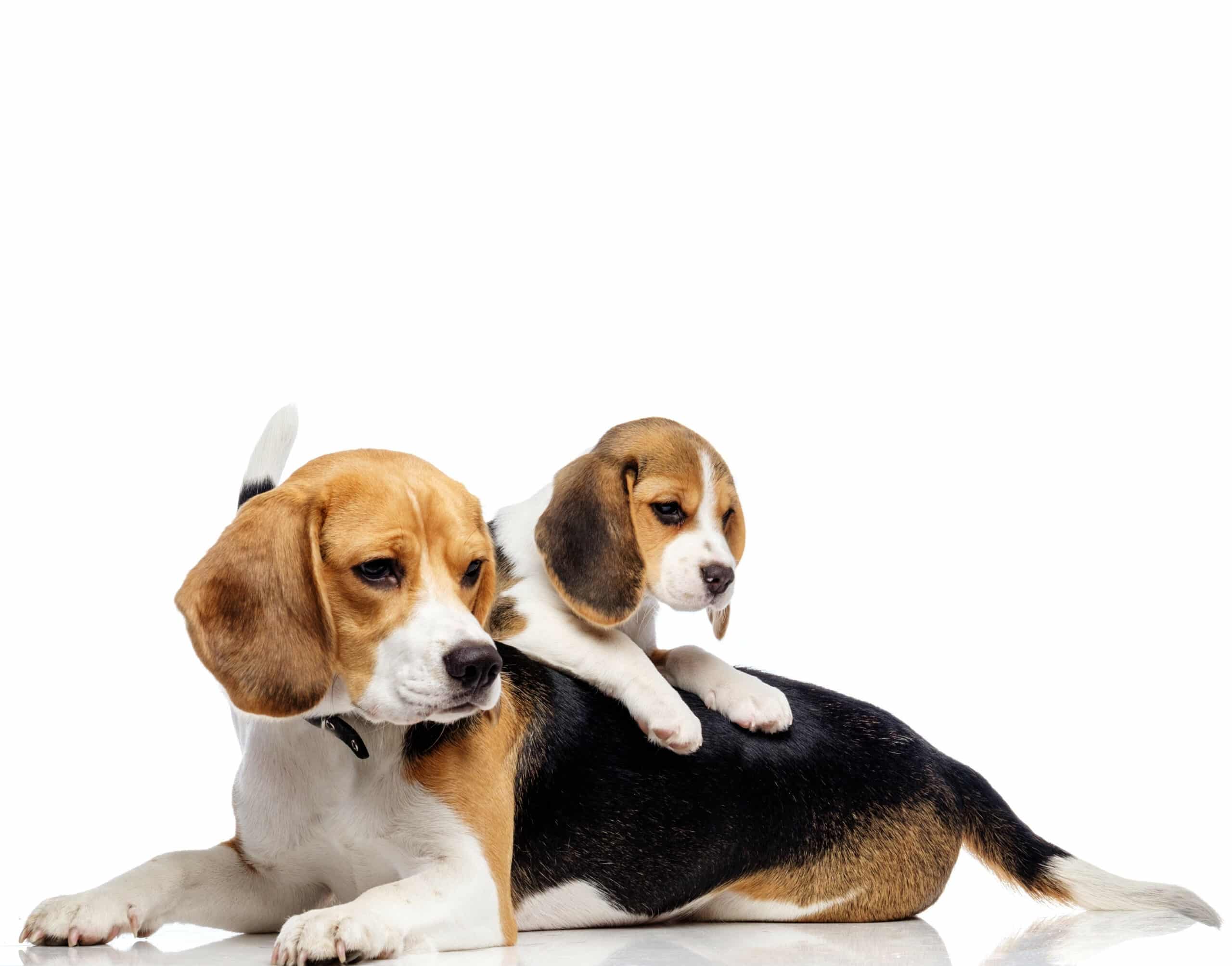 Beagle puppies for sale