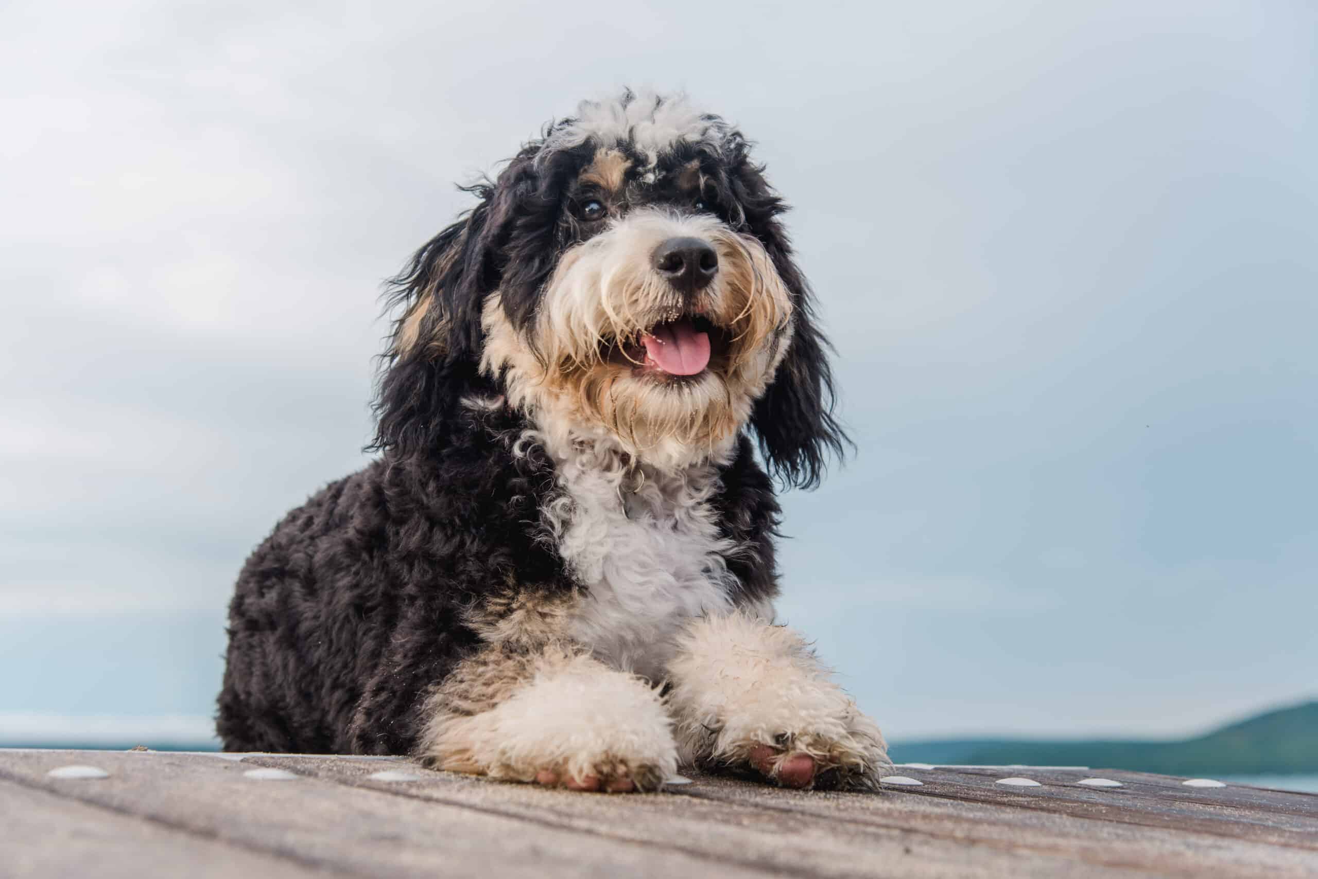 Bernedoodle puppies for sale
