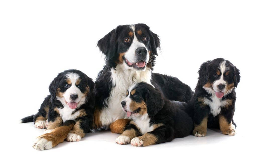 Bernese Mountain Dog puppies for sale