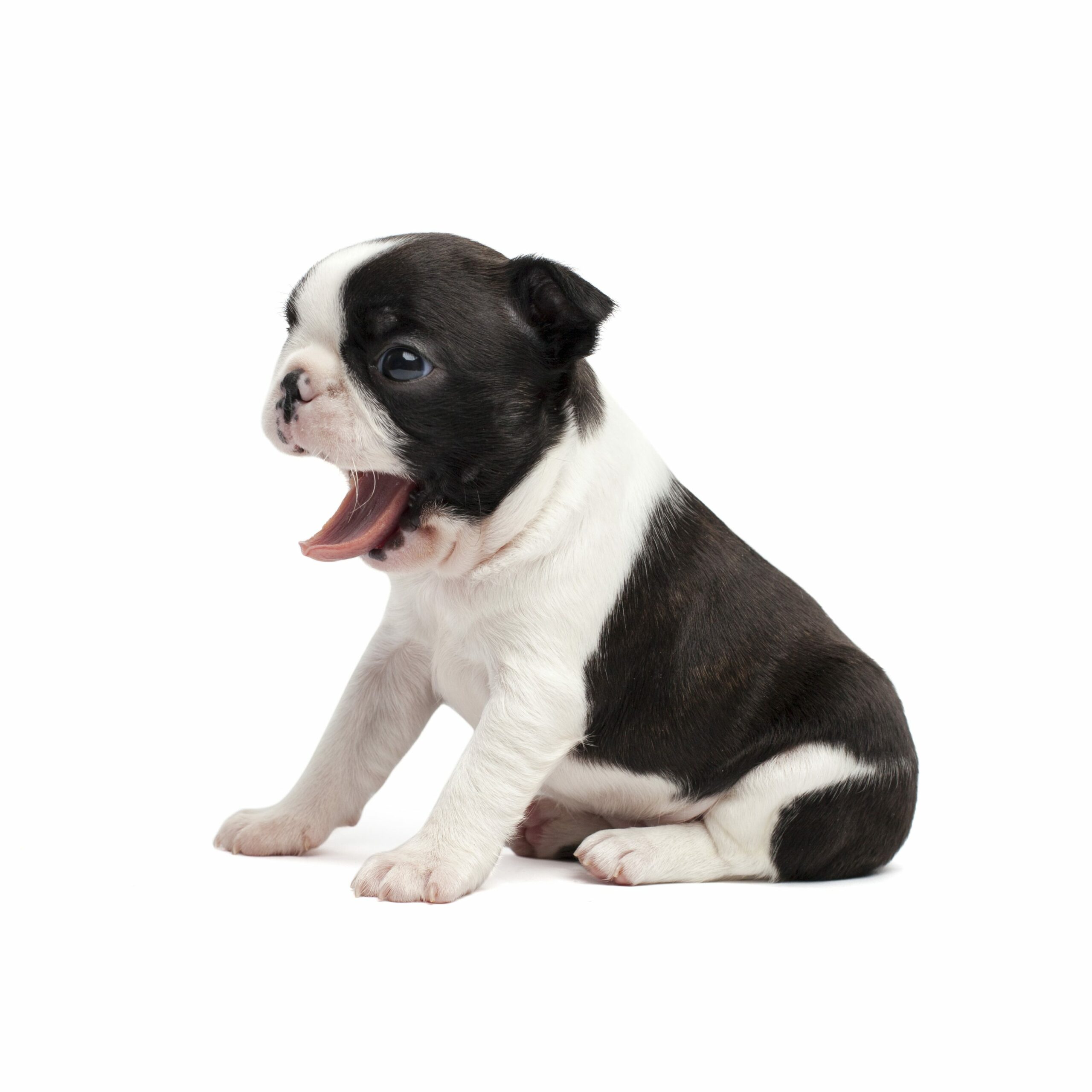 how big do boston terrier puppies get