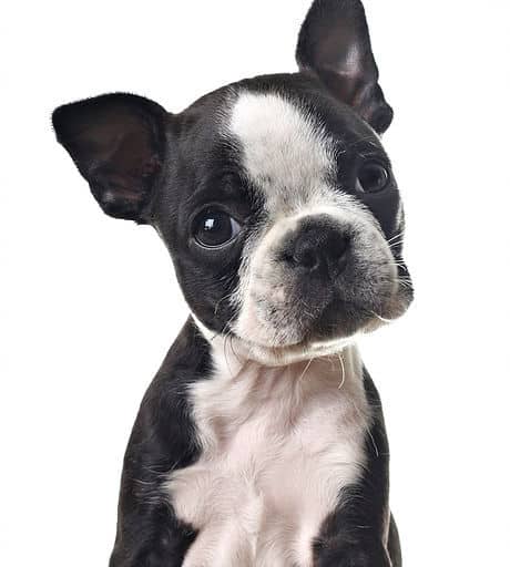 sample photo of Purebred puppies for sale