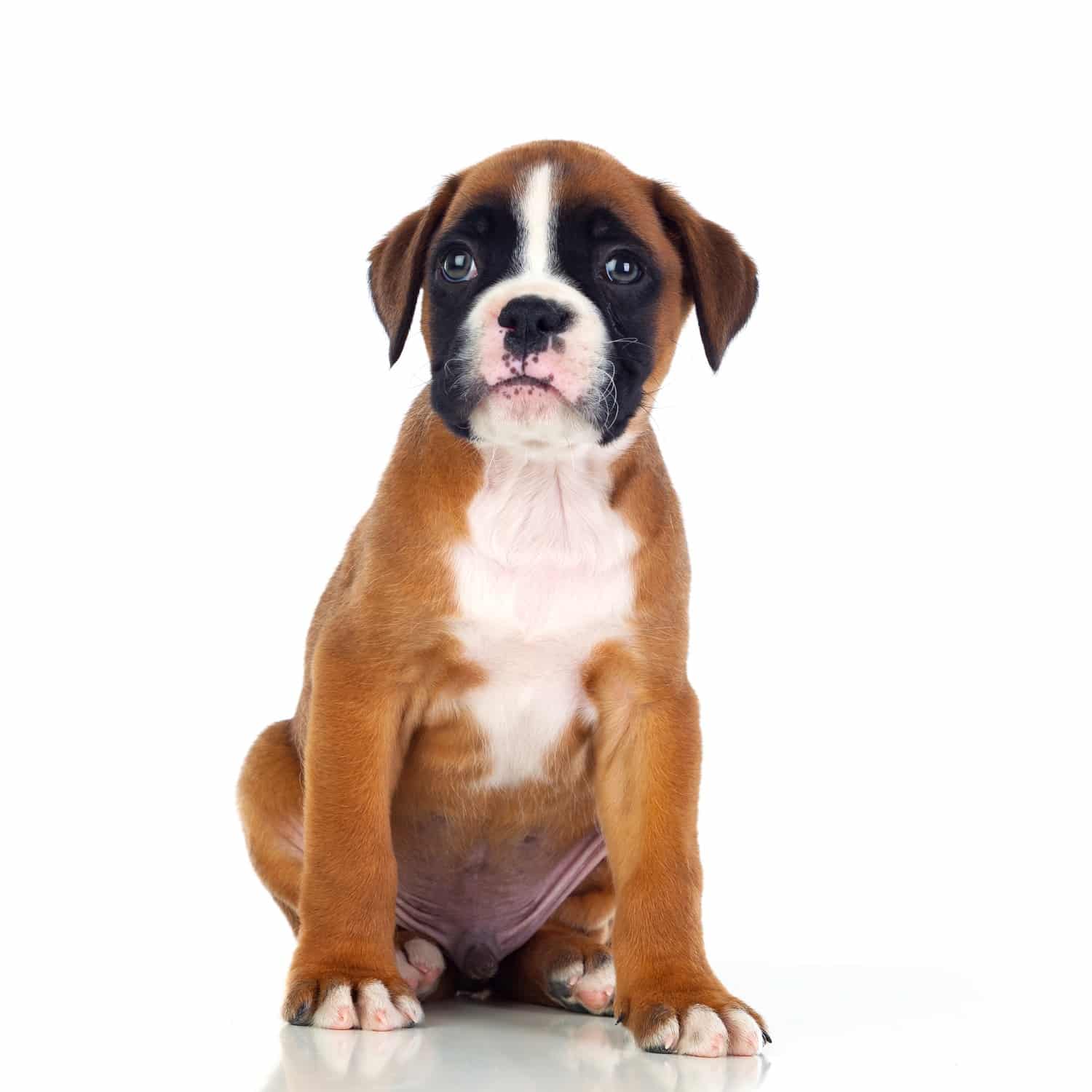 sample photo of Boxer puppies for sale