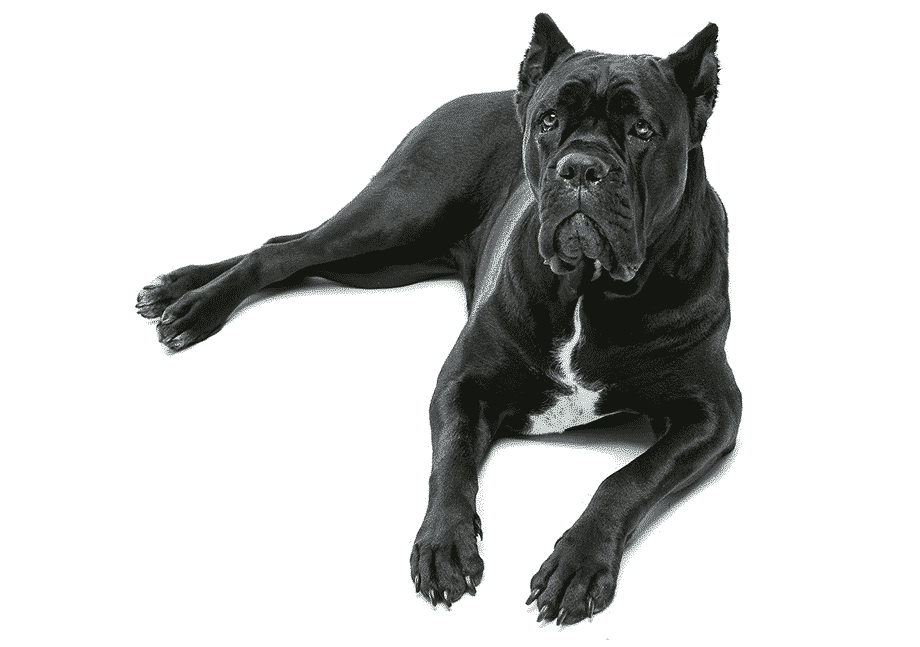 Cane Corso puppies for sale