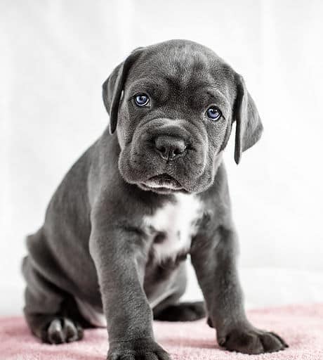 sample photo of Cane Corso puppies for sale