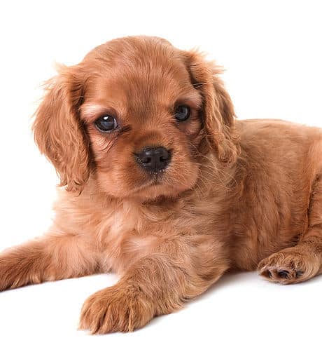 sample photo of Cavalier King Charles puppies for sale
