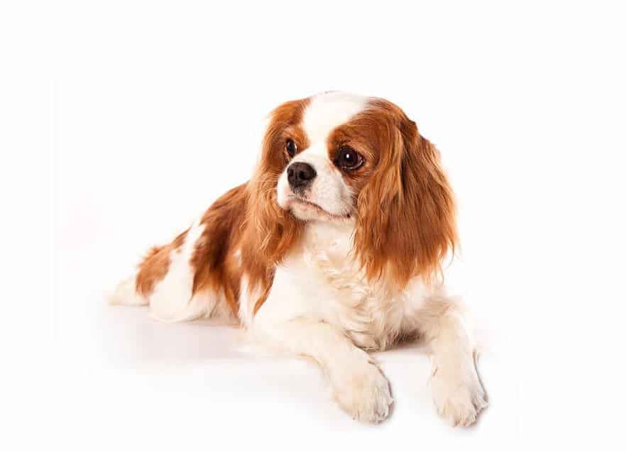 Cavalier King Charles puppies for sale