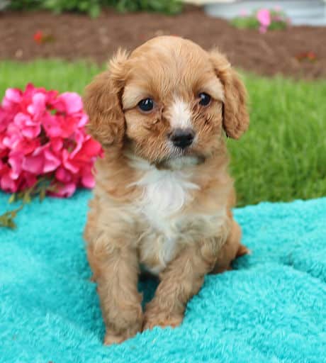 sample photo of Cavapoo puppies for sale