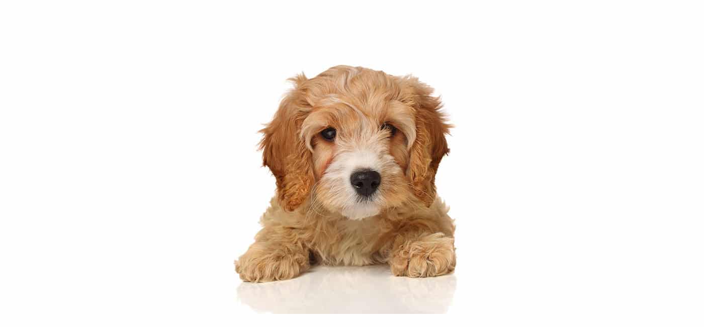 Cavapoo puppies for sale