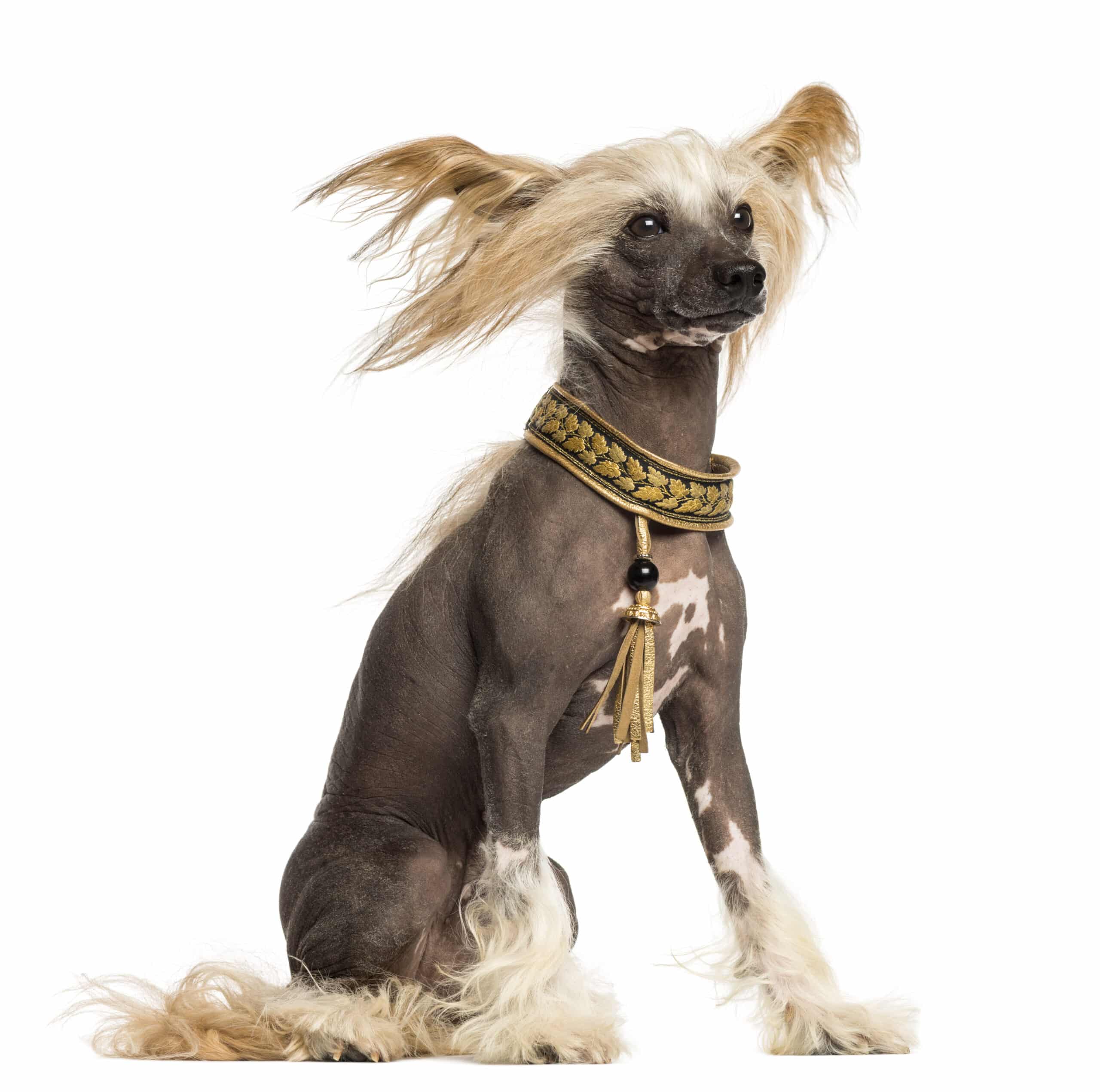 Chinese Crested puppies for sale