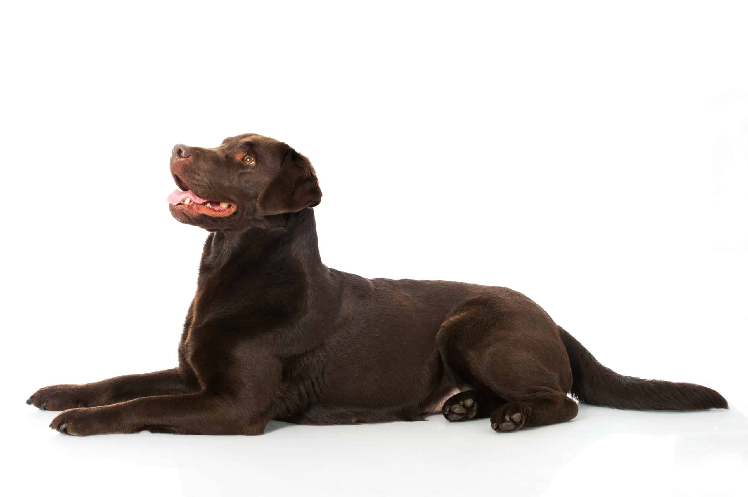 Chocolate Labrador Retriever puppies for sale