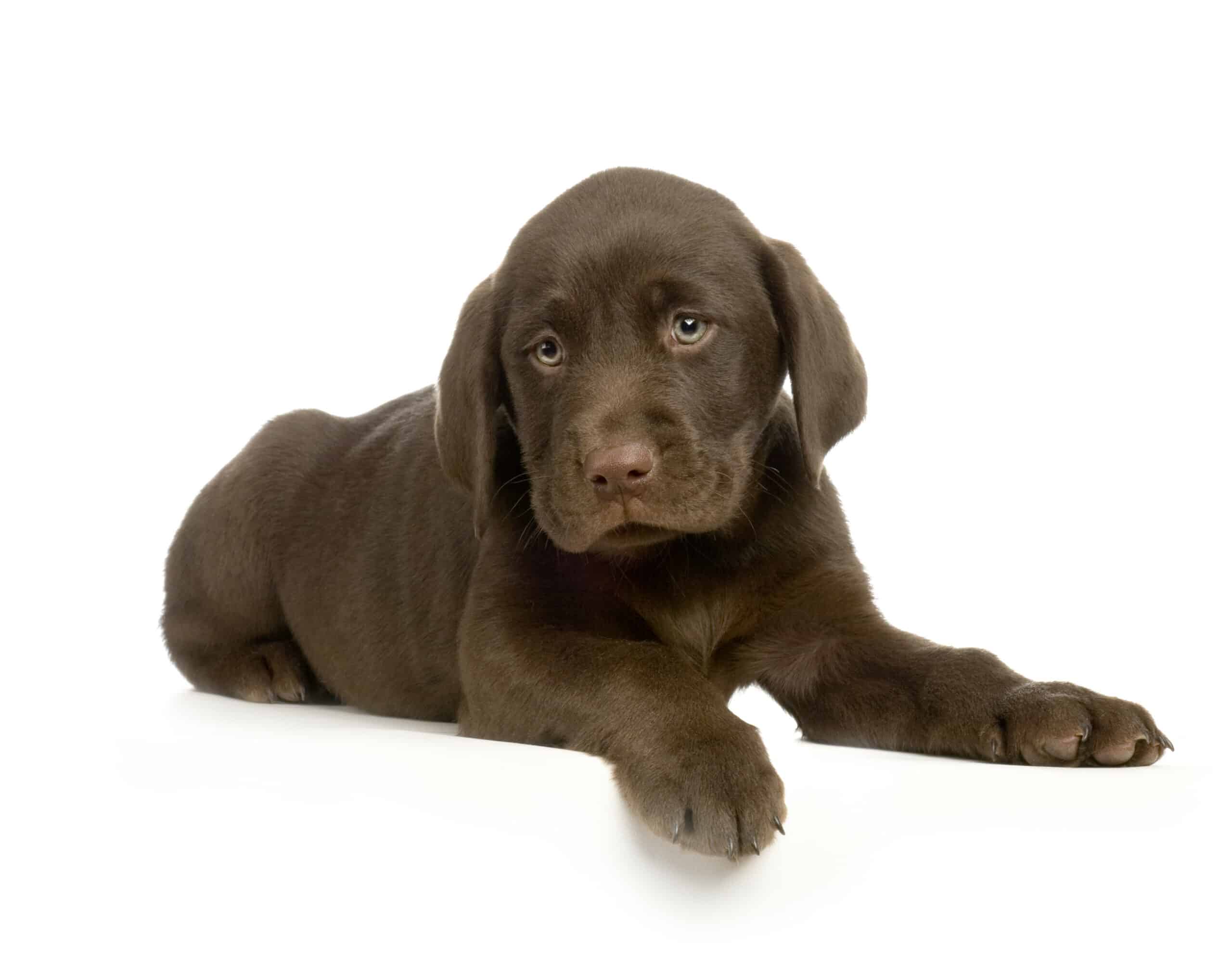 sample photo of Chocolate Labrador Retriever puppies for sale