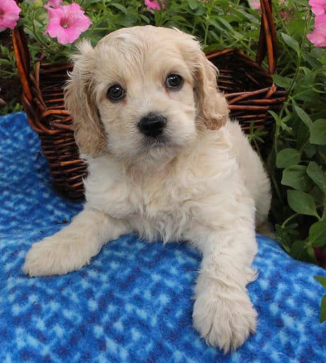 sample photo of Cockapoo puppies for sale