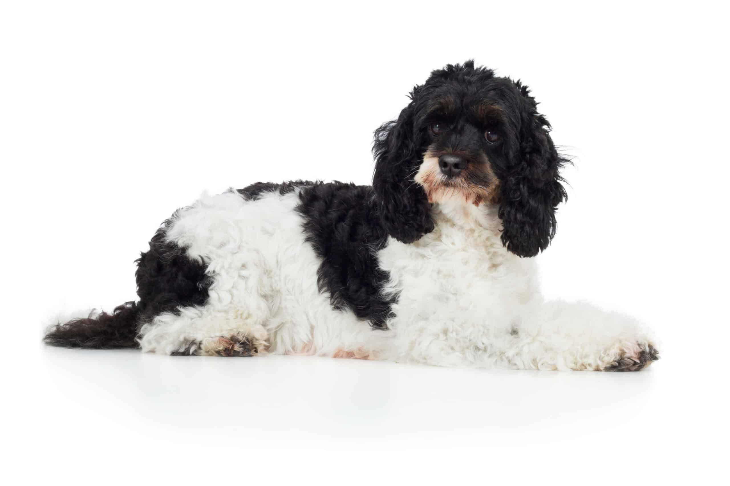 Cockapoo puppies for sale