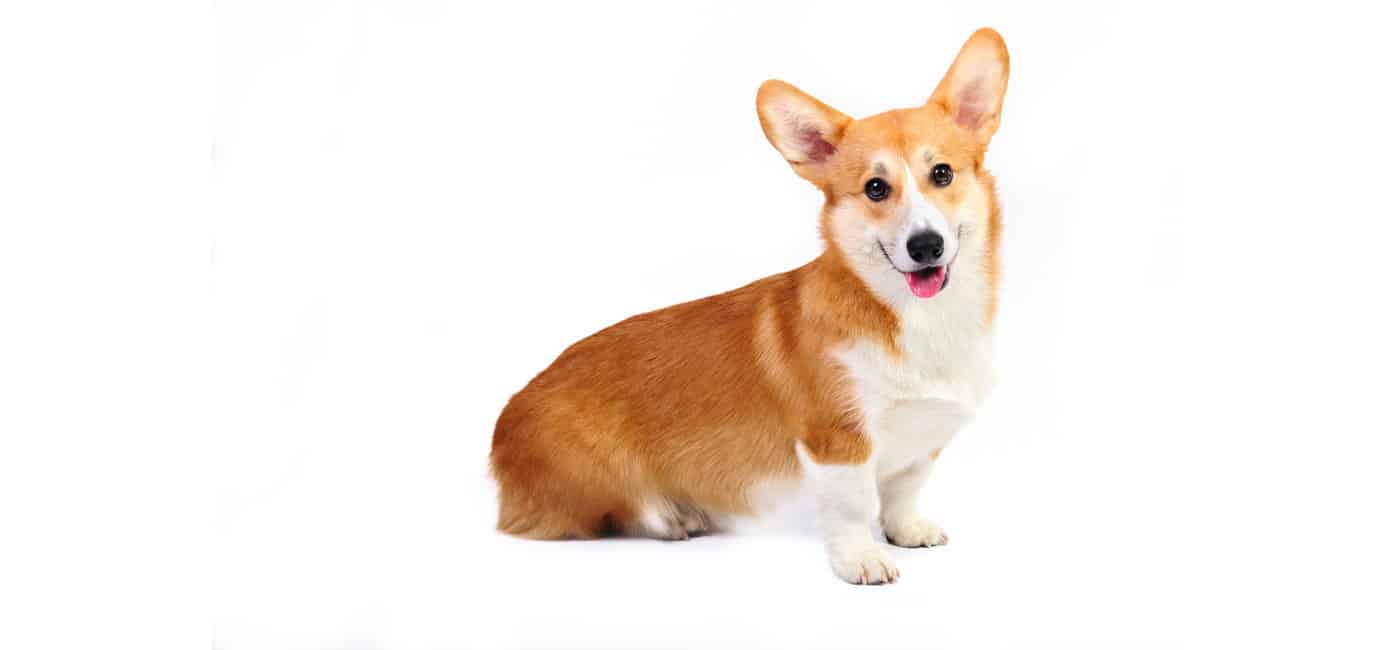 are corgi puppies hard to train