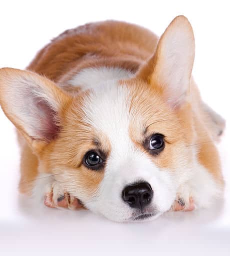 sample photo of Corgi puppies for sale