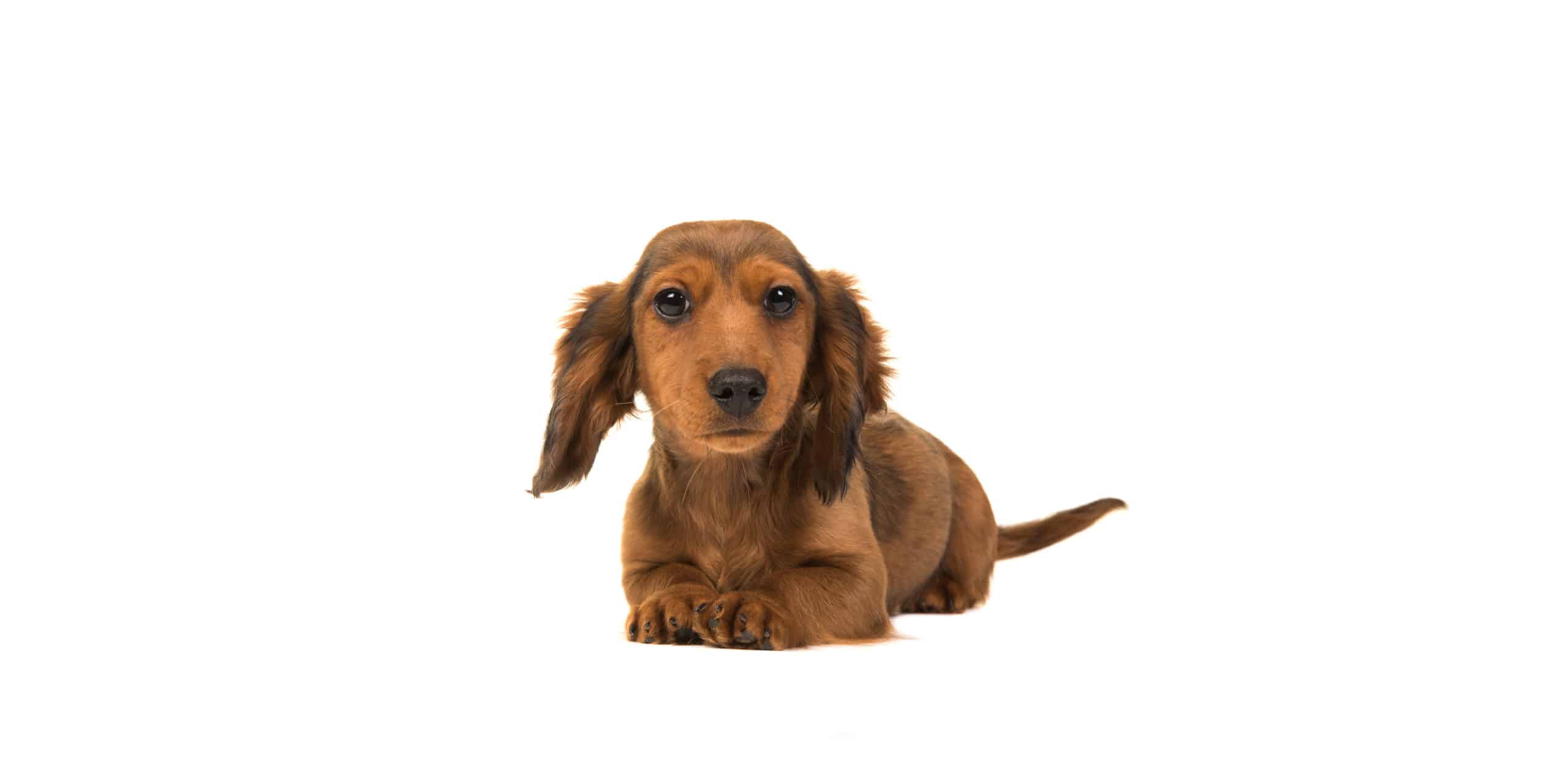 Mini Dachshund puppies for sale