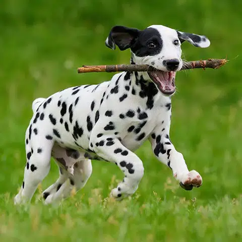 sample photo of Dalmatian puppies for sale